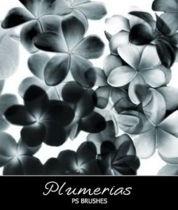 Plumeria Brushes