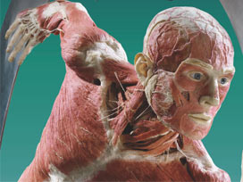 'Body Worlds' sergisinde kadavra dersi 