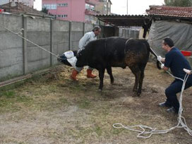 2 kişiyle büyükbaşı yıkma tekniği İZLE 