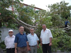 3 asırlık tarihi çınar rüzgara dayanamadı 