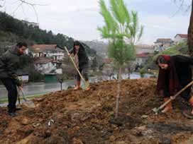 300 fıstık çamı toprakla buluştu 