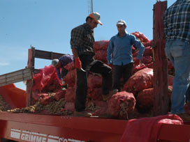 32 bin ton patates Seydibey'de işlenecek 