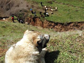 Aç kurtlar koyun sürüsüne saldırdı 