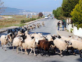 Başı boş koyunlar trafiği alt-üst etti 