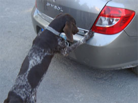 Çay ve tütün dedektör köpekleri görev başında 