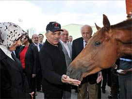 Gül'e hediye adilen at Türkiye'de 