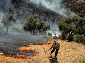 Hatay'da 10 dönüm zeytinlik yandı 