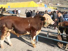 Kurban fiyatlarında alıcı da satıcı da dertli 