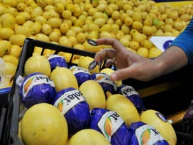 Limonda rekolte bolluğu fiyatları düşürdü 