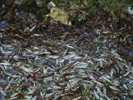 Sakarya nehri balık ölüleri ile dolu 