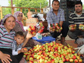 Silifke´de nektarinin ilk hasadı yapıldı 