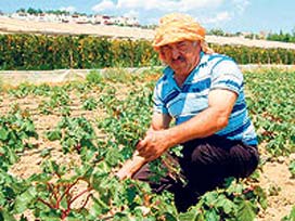 Zarardaki üreticiye yüzde 50 prim desteği 