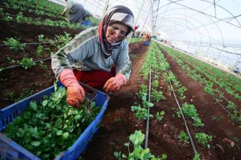 2,5 milyon gül bayram ettirecek