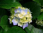 Alttaki üyeden resim iste-hydrangeasjpg