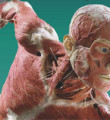 'Body Worlds' sergisinde kadavra dersi