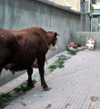 Bayrampaşa'da kaçan angus zor yakalandı