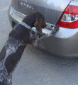 Çay ve tütün dedektör köpekleri görev başında