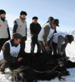 Güneşin ilk doğduğu yerde Kurban kesecekler