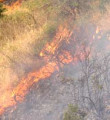 Milas'ta makilik alandaki yangın söndürüldü